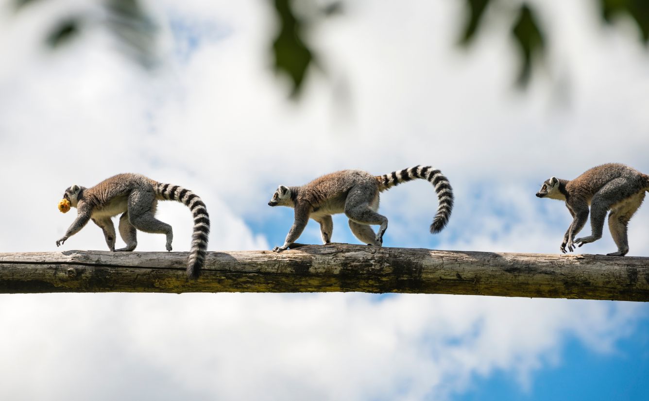 Lemurs in Madagascar