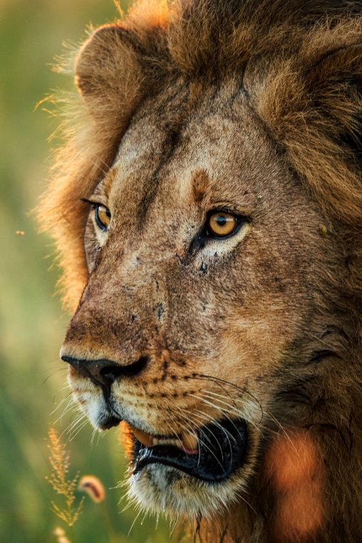 Lion Botswana