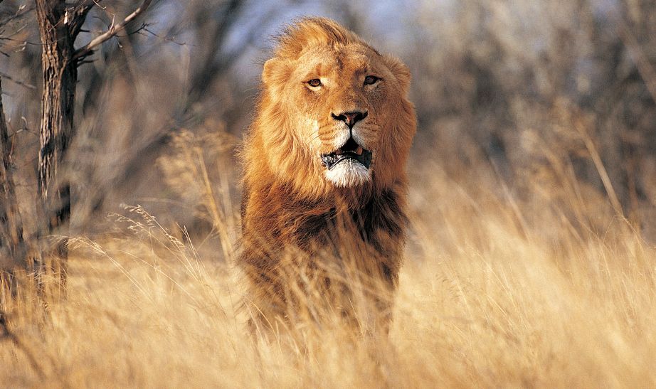 Lion Zambia