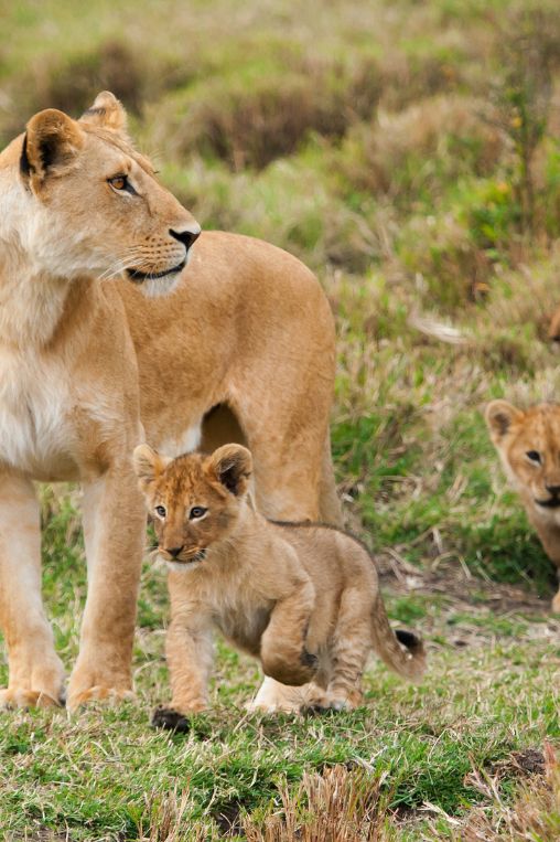 Lioness and her cubs Kenya