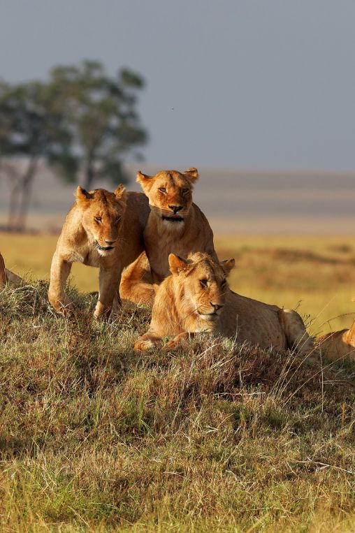 Lions Serengeti Tanzania