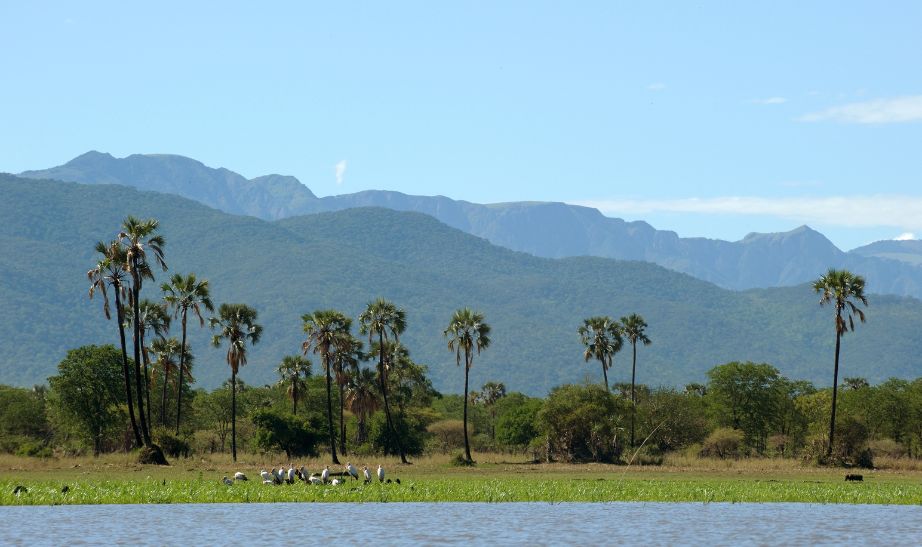 Liwonde National Park Malawi