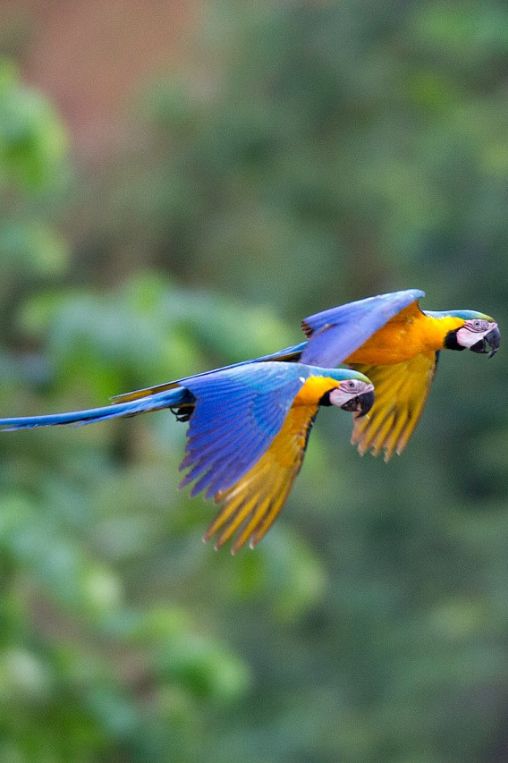 Macaws in flight Peru