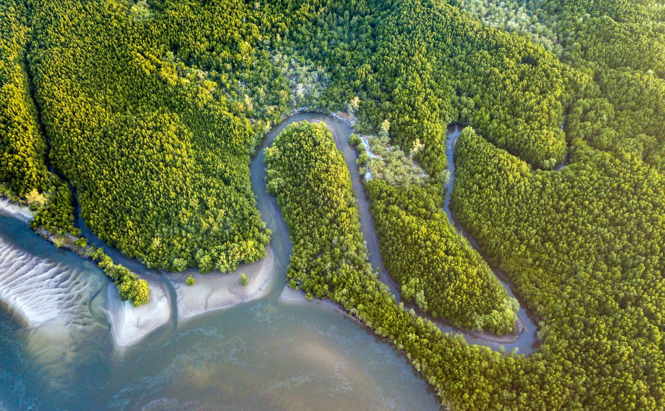 Mangrove Forest Borneo Malaysia