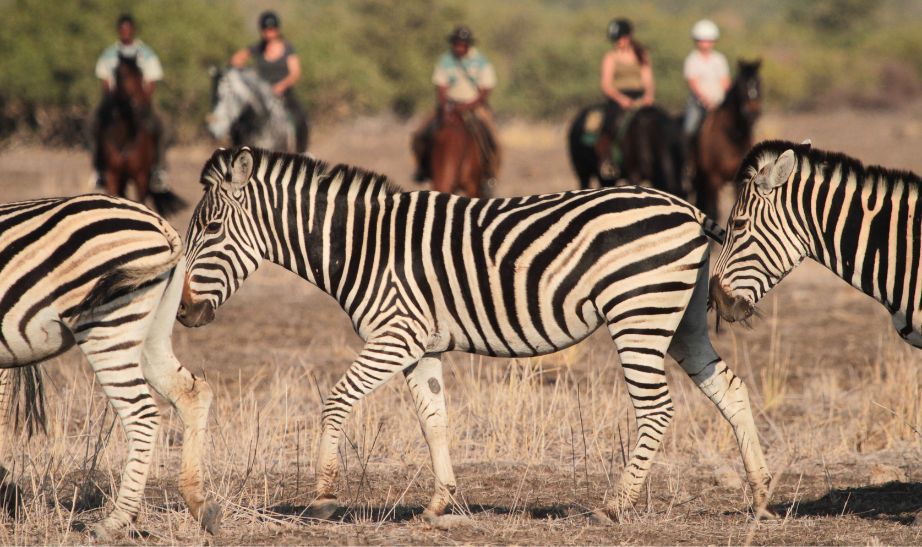 Mashatu Horse Botswana