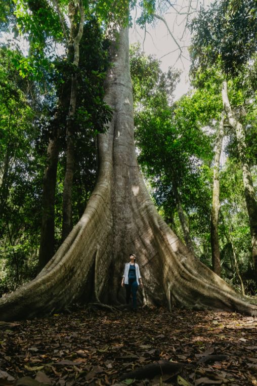 Massive tree Brazil
