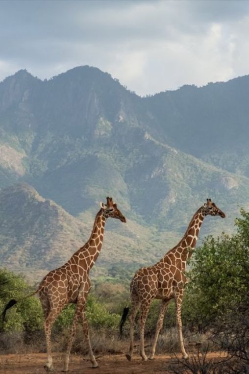 Matthews range Kenya