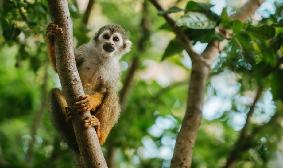 Monkey Brazil