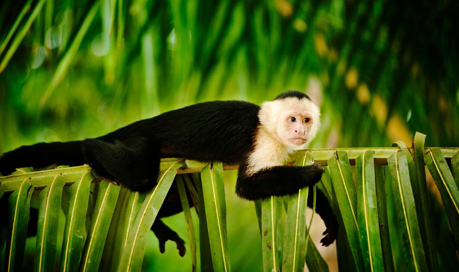 Monkey Costa Rica