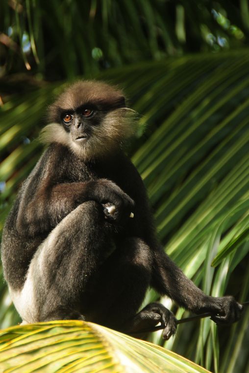 Monkey Forte Sri Lanka