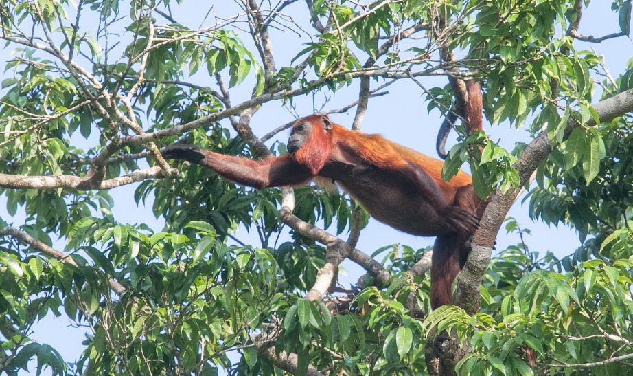 Monkey Guyana