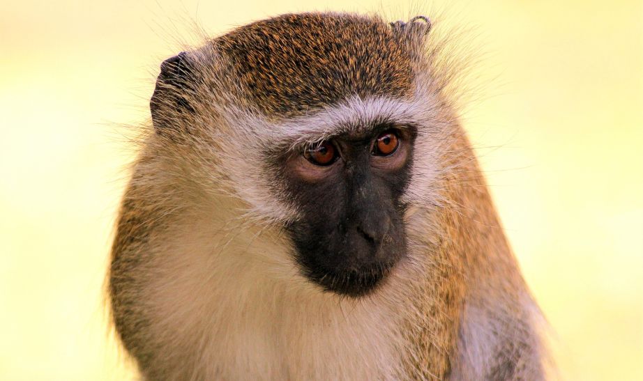 Monkey Malawi