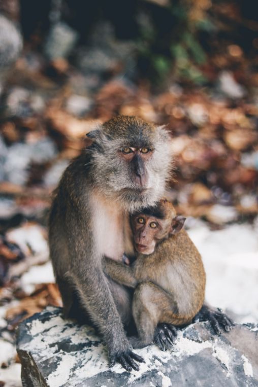 Monkey phi phi Thailand