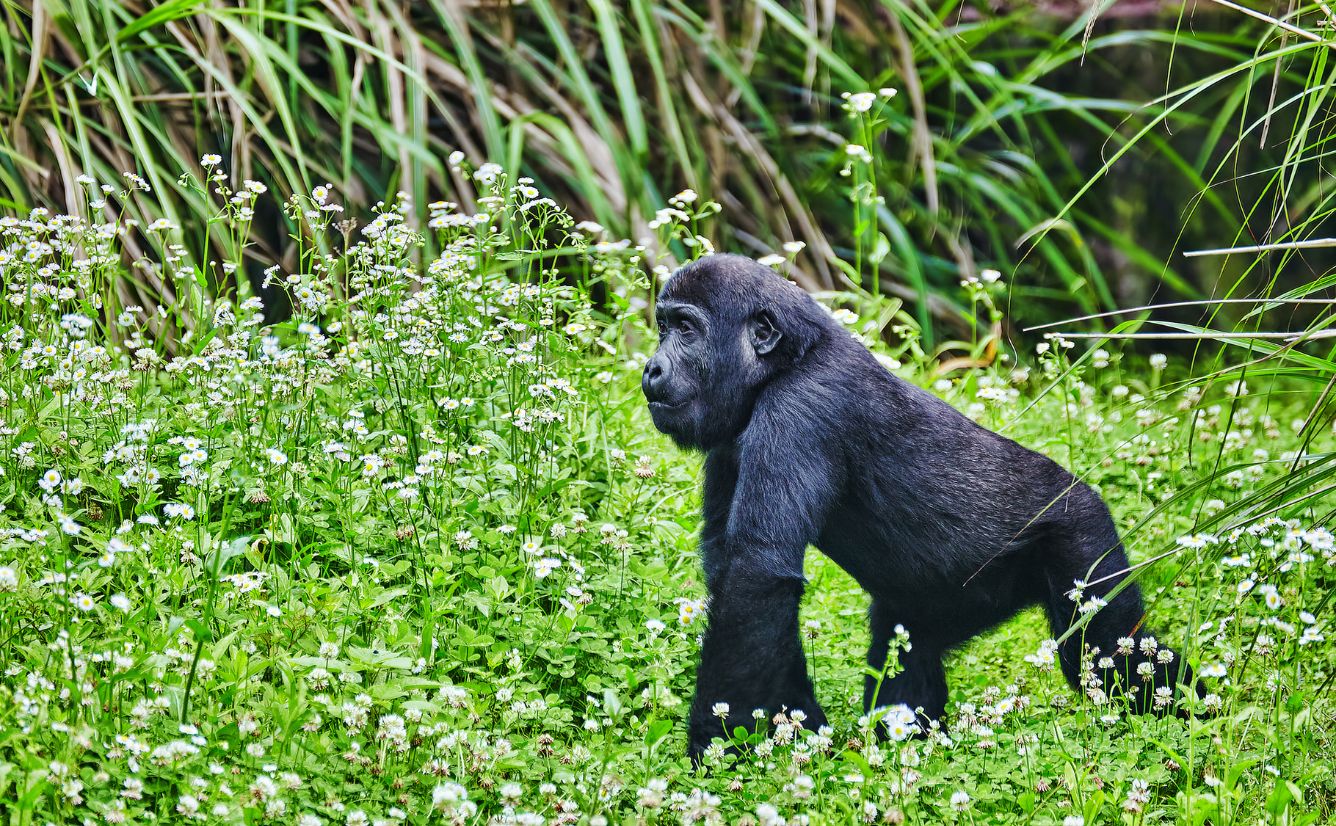 Mountain gorilla Bwindi Impenetrable Forest National Park Uganda