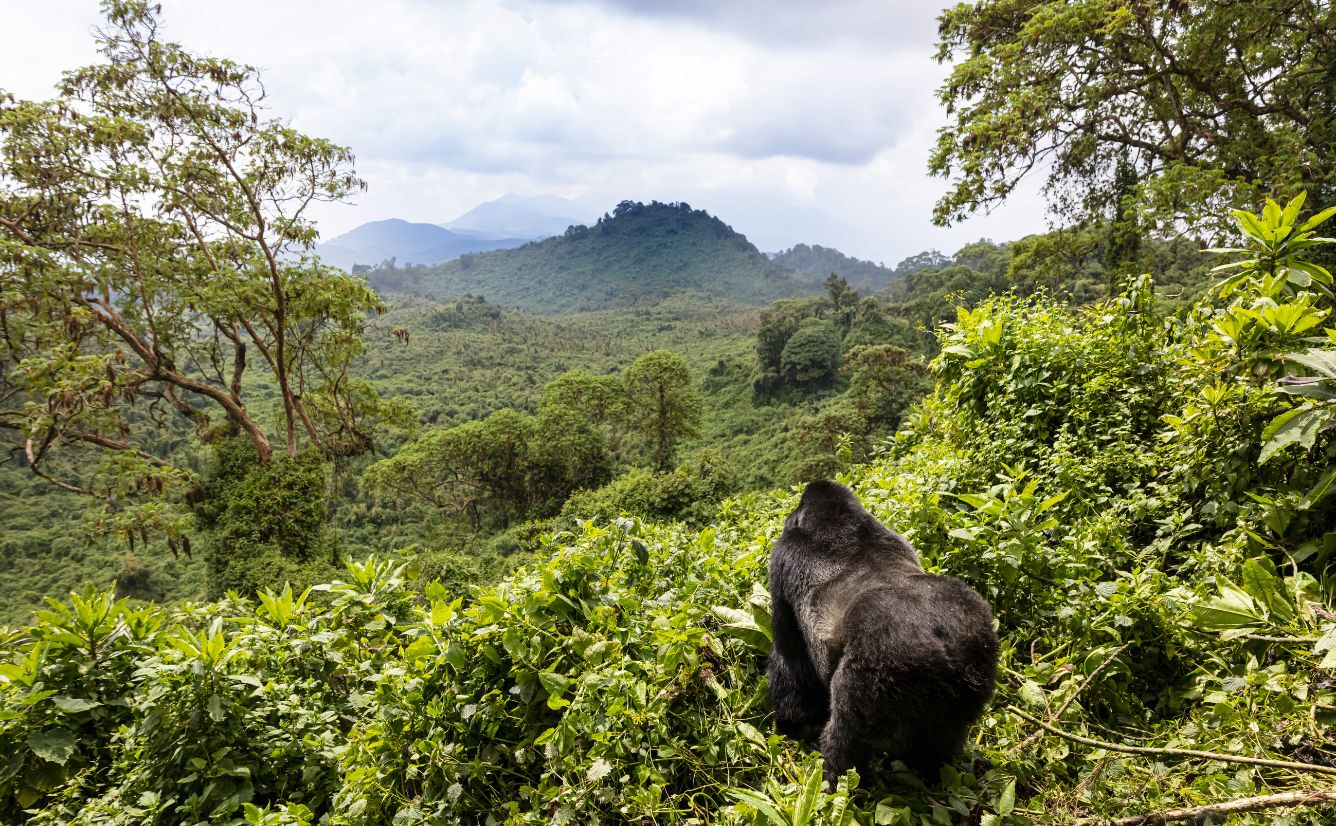 Mountain gorilla Volcanoes National Park Rwanda
