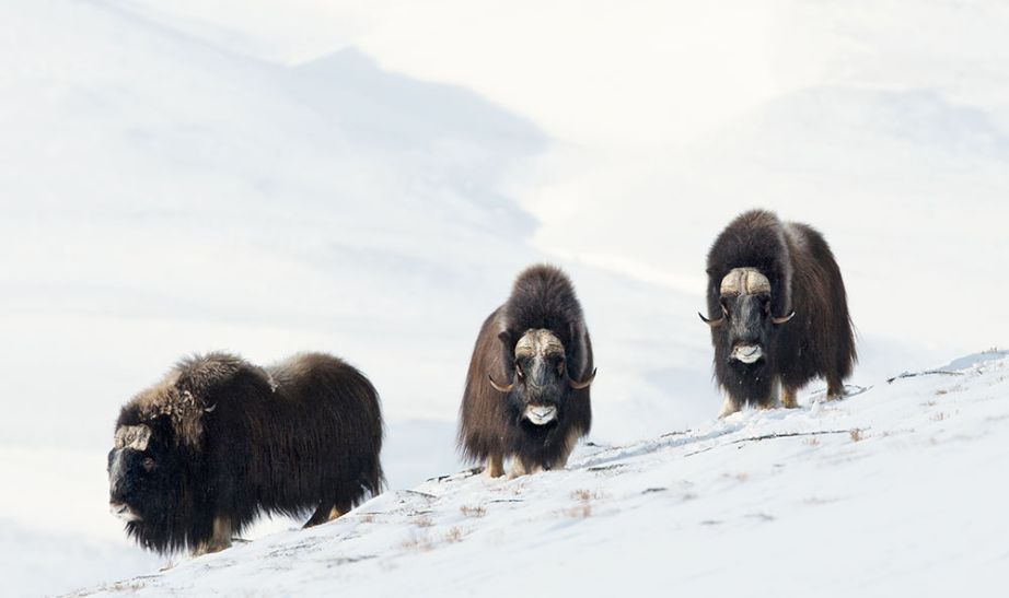 Musk oxes Greenland
