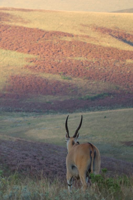 Nyika national park Malawi