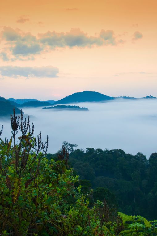 Nyungwe National Park Rwanda