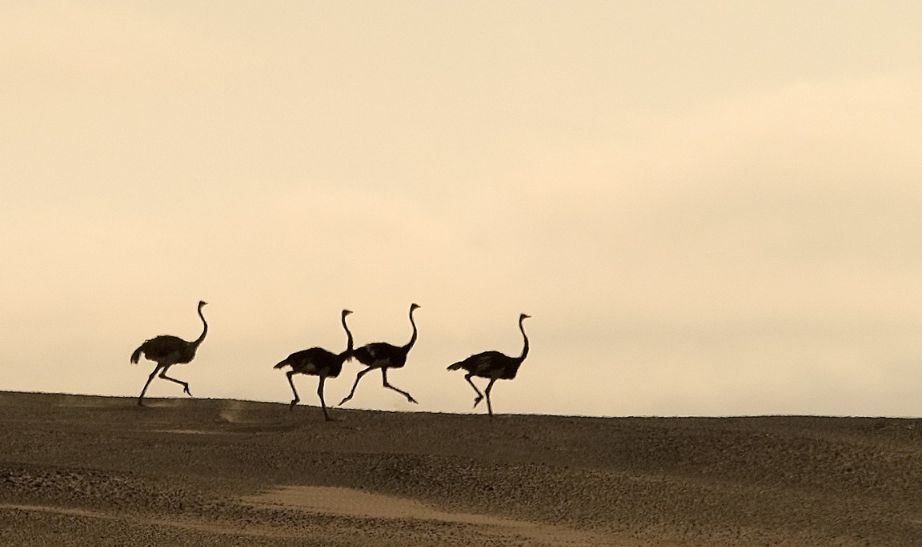 Ostriches Namibia