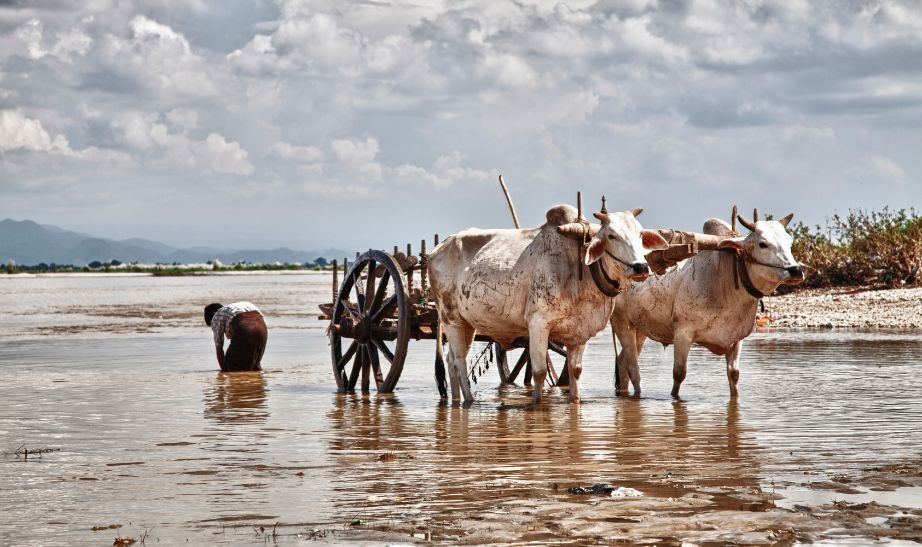 Oxen cart Myanmar