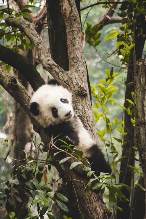 Panda at Chengdu Research Base