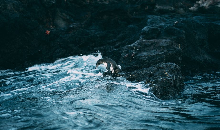 Penguin Galapagos