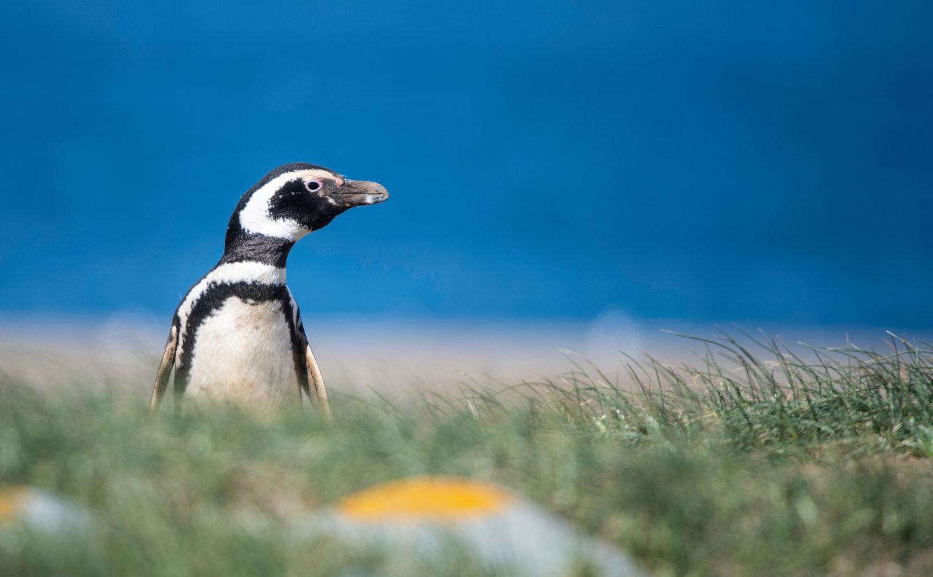 Penguin Islas Malvinas Falkland Islands