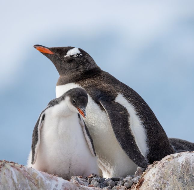 Penguins Antarctica