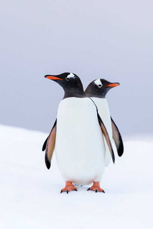 Penguins Antarctica