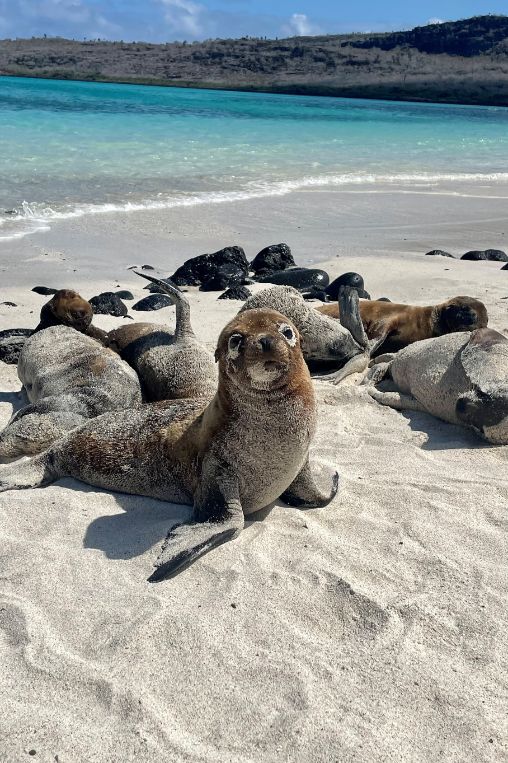Plazas beach Galapagos