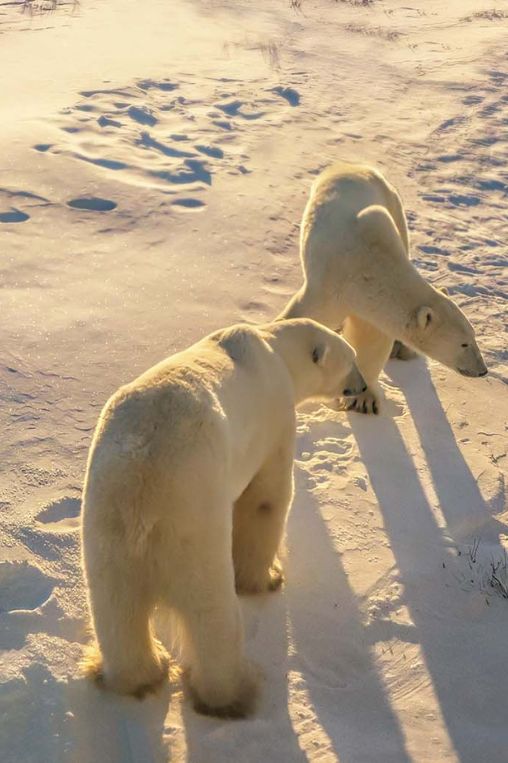 Polar bears Churchill