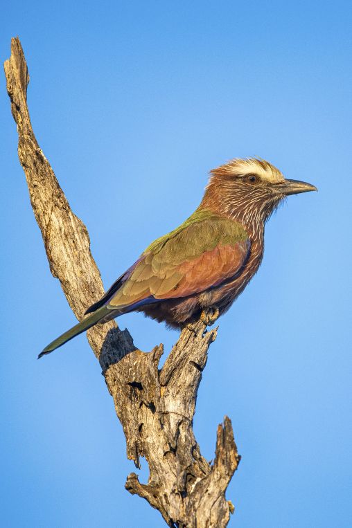 Purple roller Hwange Nat Park Zimbabwe