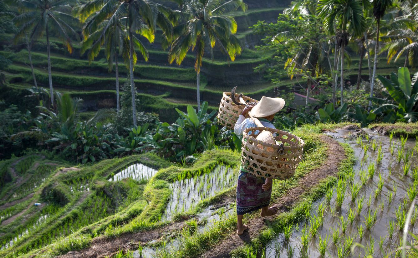 Rice terrace in Tegalalang Bali Indonesia