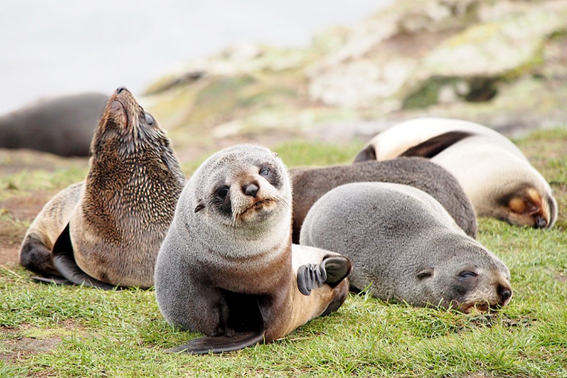 Seal Colony, Tauranga Bay, New Zealand