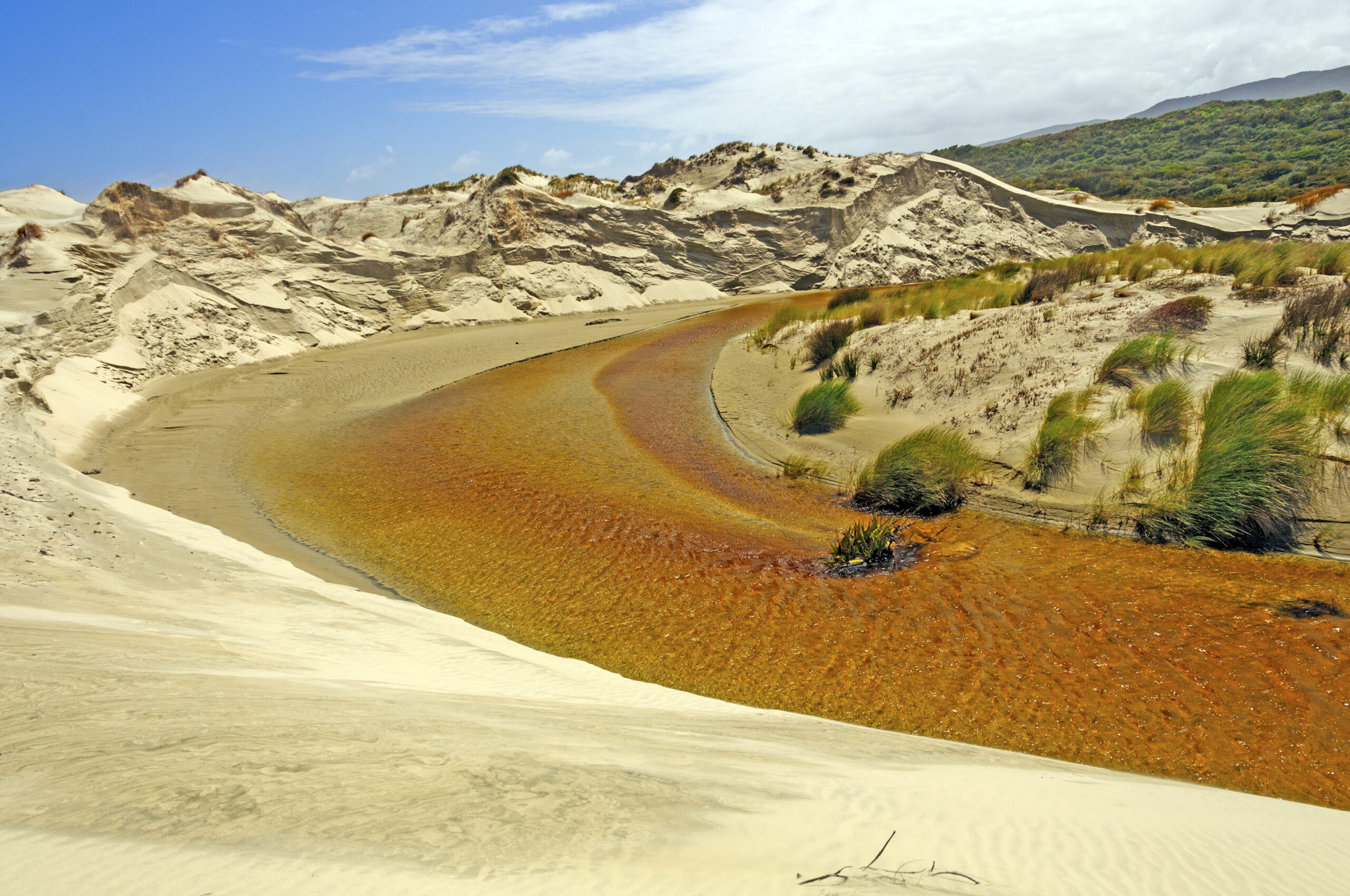 Quiet Stream in Coastal Dunes