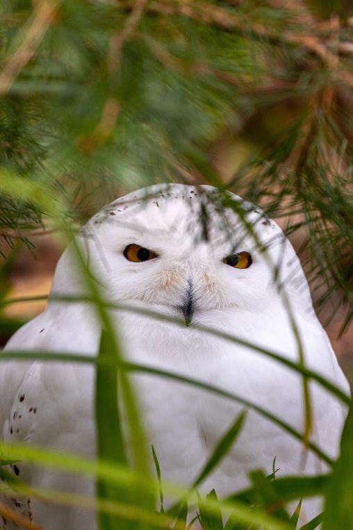 Snowy owl North Pole