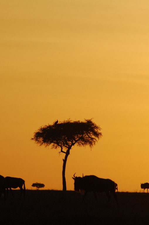 Sunrise Serengeti Tanzania
