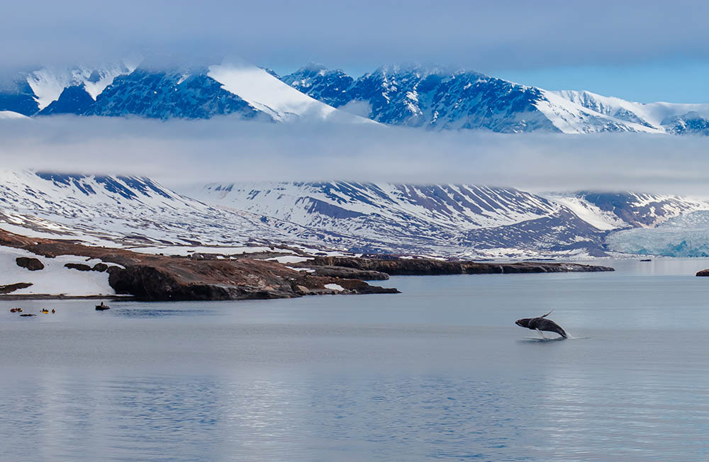 A whale breaching landscape