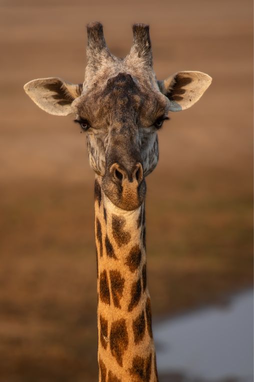 Thornicroft giraffe Zambia