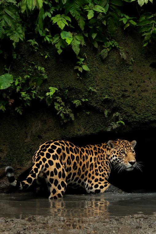 Tiger Amazon Ecuador