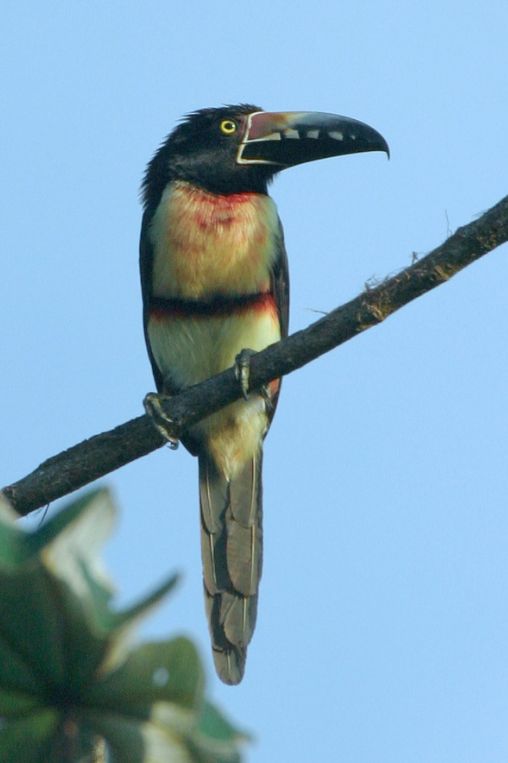 Toucan Belize