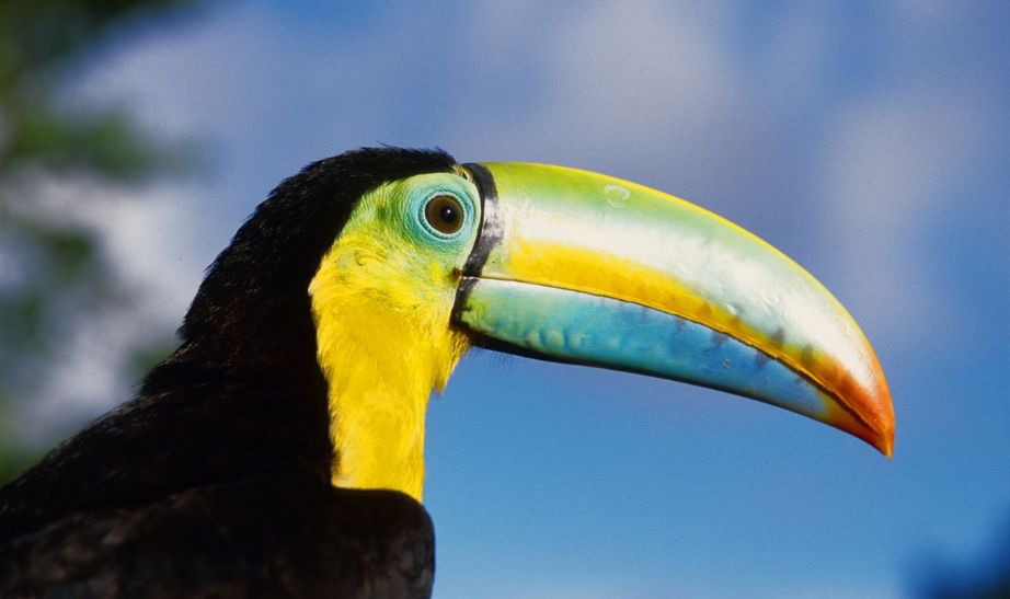 Tucan Panama
