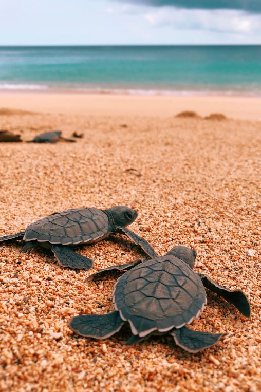 Turtles Sao Tome and Principe