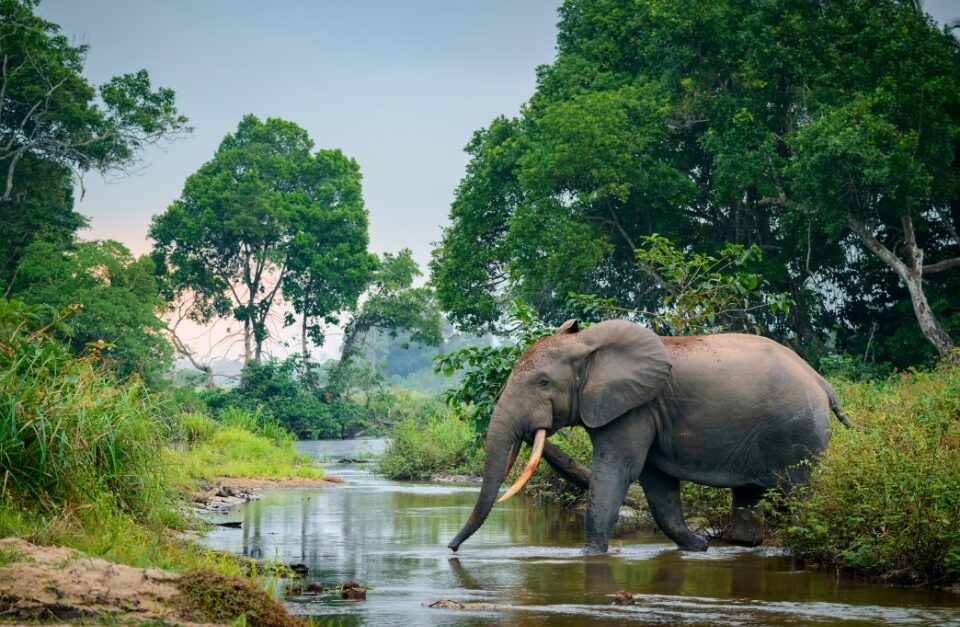 African forest elephant in the rainforest showing the Lekoli River. Odzala-Kokoua National Park.