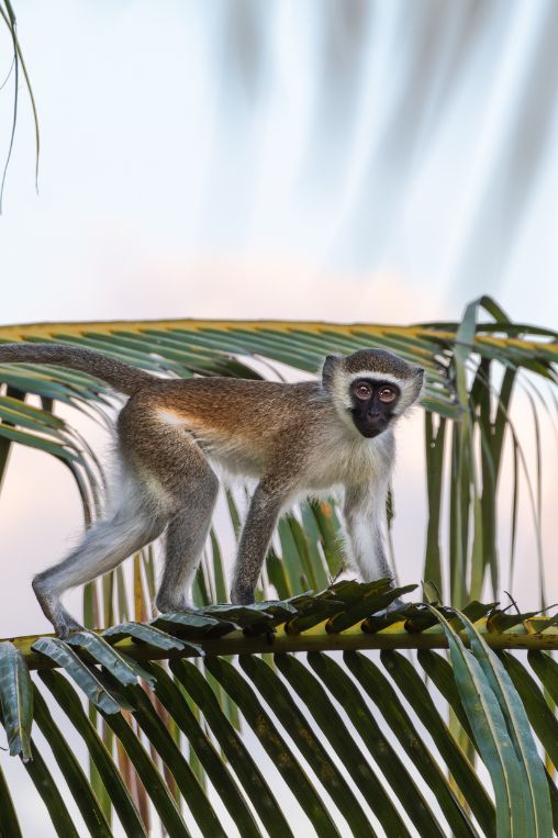 Vervet monkey on palm frond Mozambique