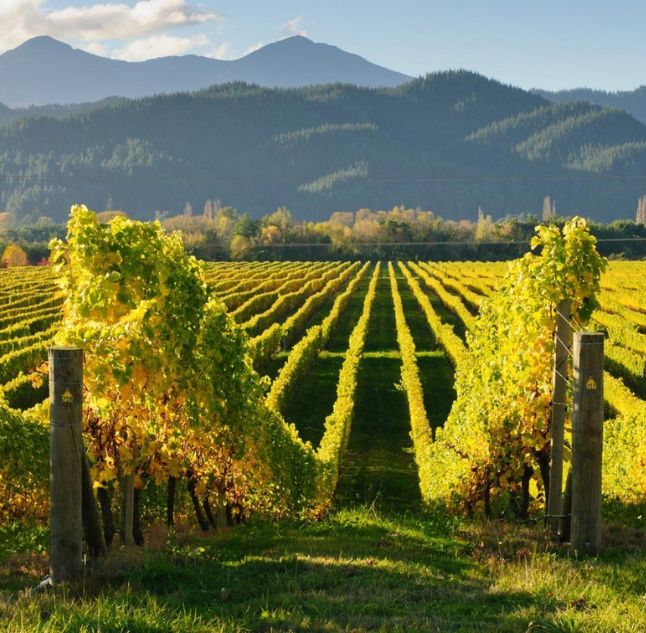 Vineyard in Marlborough New Zealand