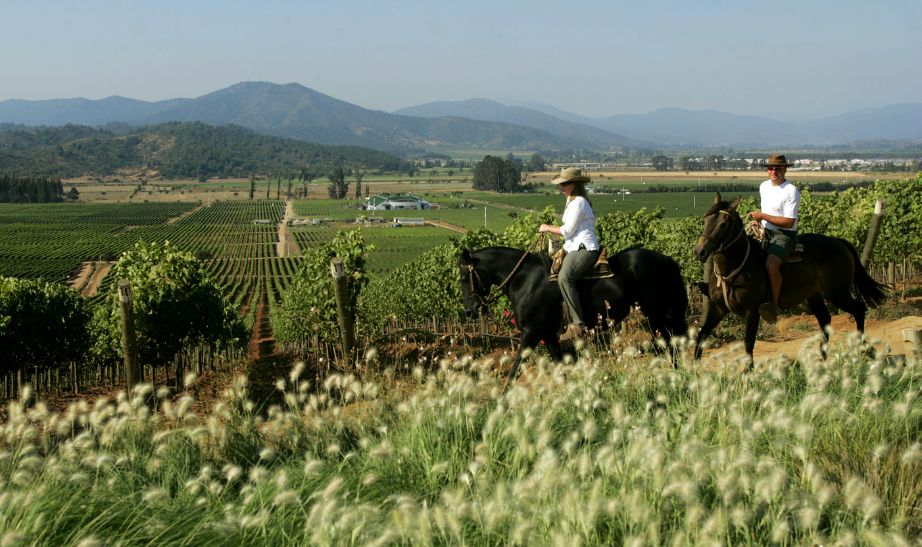 Vino casas del Bosque Chile