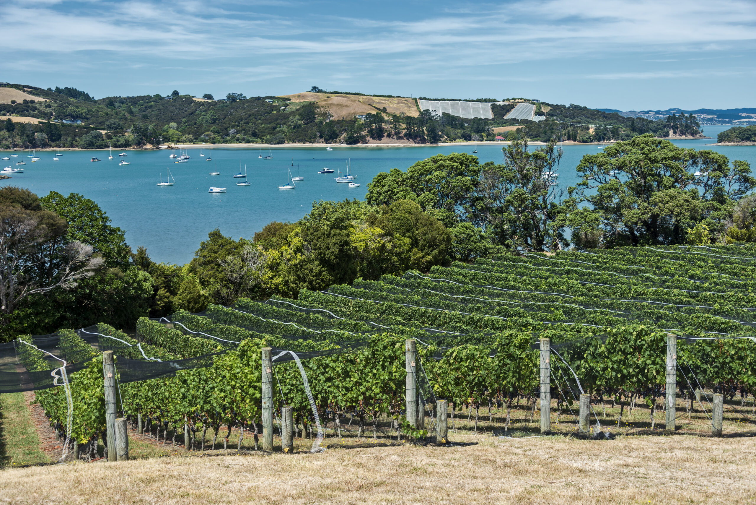 Waiheke Island Winery