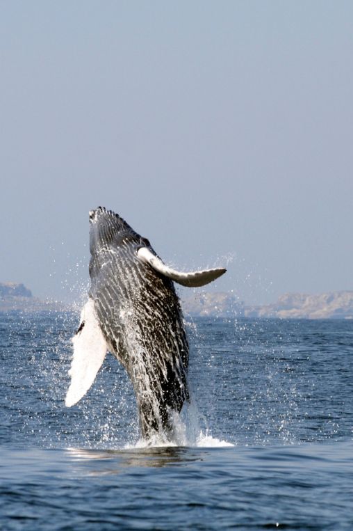 Whale Los Cabos Mexico
