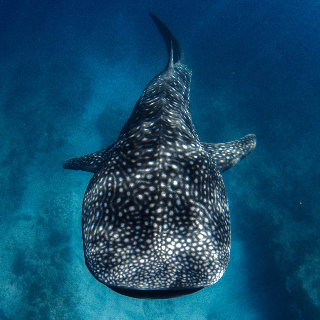 Whale Sharks Ningaloo Reef